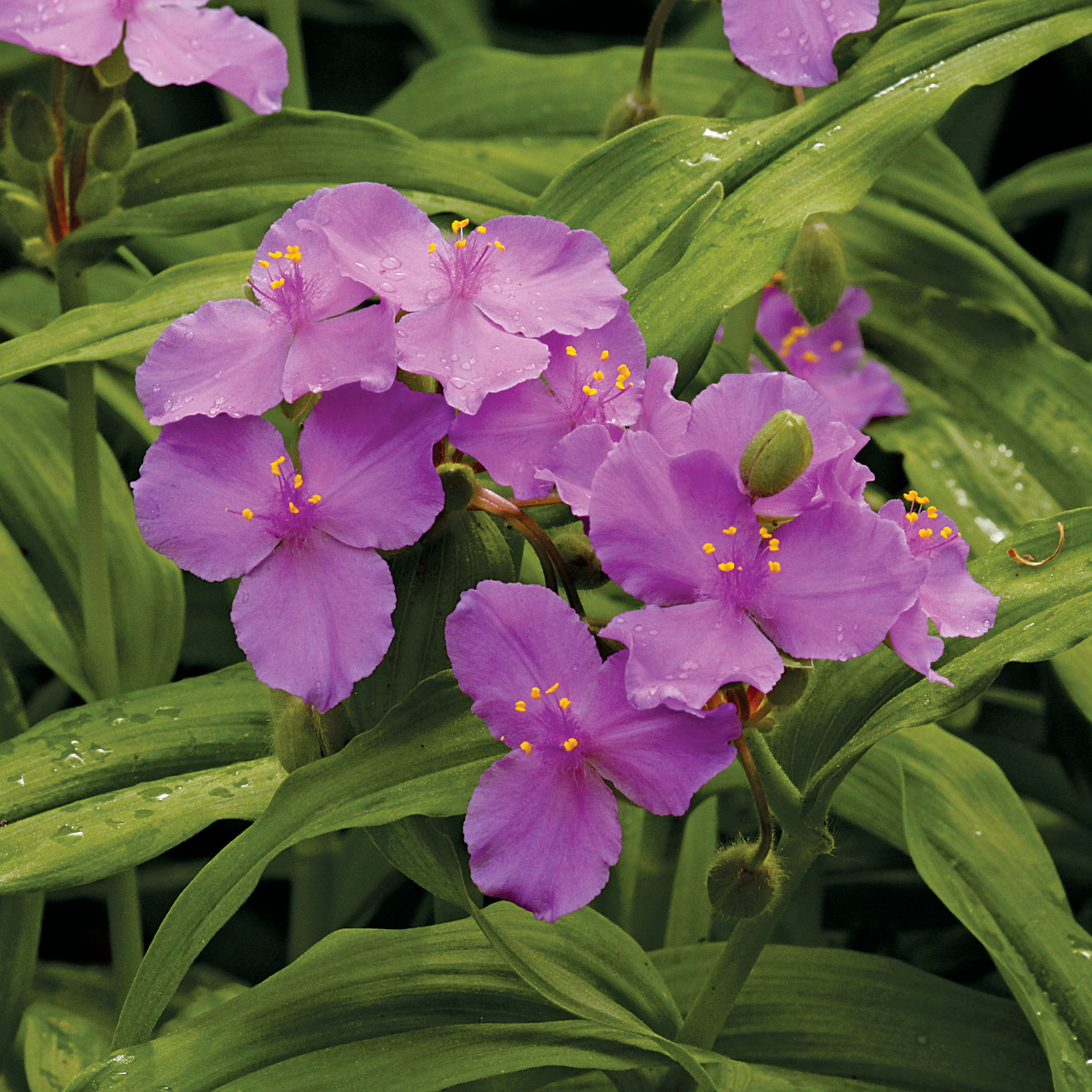 Tradescantia%20ernestiana.cmyk